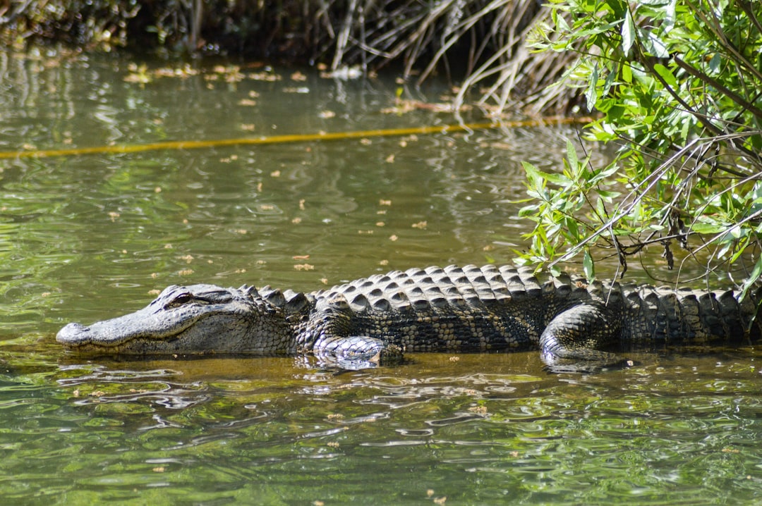 Photo Alligator, size